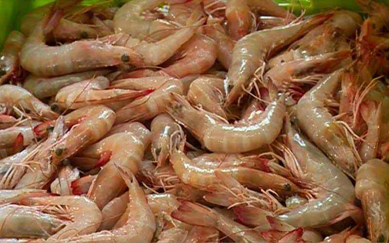 تصویر 1 از میگو صادراتی تازه فرآوری شده مناسب بازارهای بین المللی